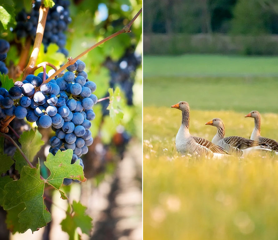 Gastronomie et terroir Gers